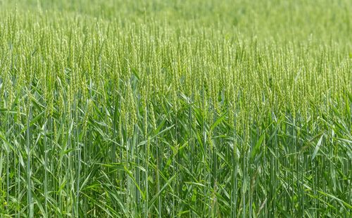 Full frame shot of corn field