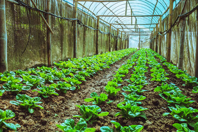 Plants growing in greenhouse