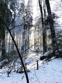 Trees in forest during winter