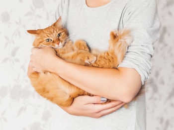 Woman cuddles her cute ginger cat. fluffy pet looks pleased and sleepy. pet adoption. cat lover.