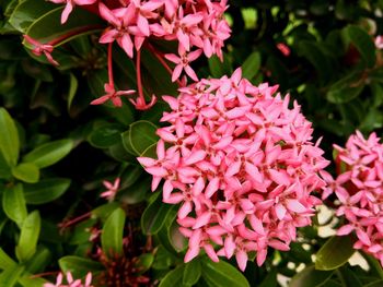 Close-up of pink flowers blooming outdoors