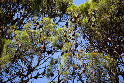 Low angle view of trees in forest against sky