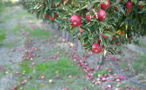 Close-up of red berries growing on plant at field