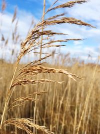 Close-up of stalks in field