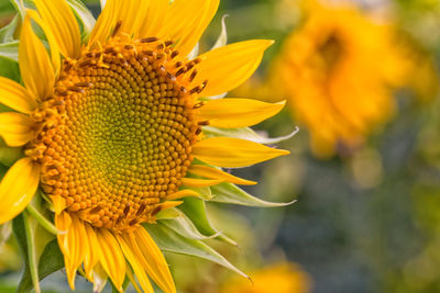 Close-up of sunflower on plant