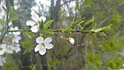 Close-up of white flowers on branch