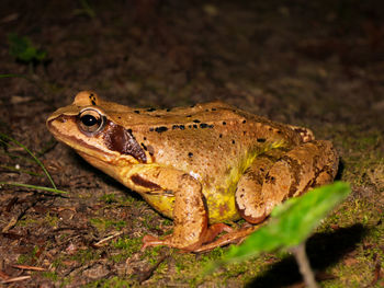 Close-up of frog on land