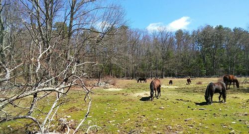 Horses on field against sky