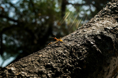 Close-up of insect on tree trunk