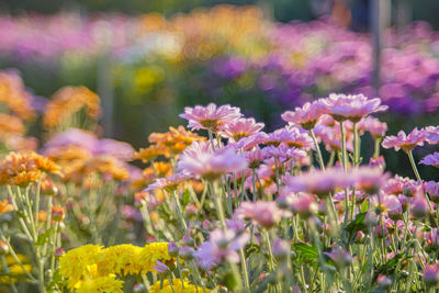 Close-up of pink flowering plants on field