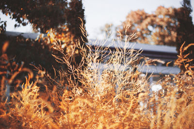 Close-up of dry plants on field during winter