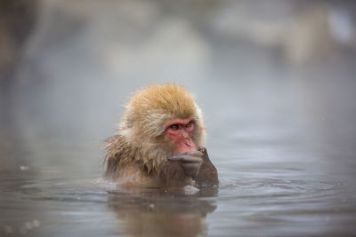 Monkey in a lake