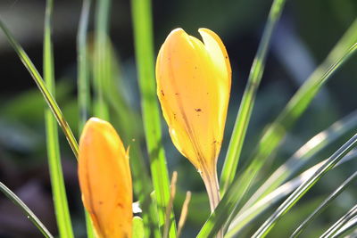 Close-up of yellow crocus flower on field