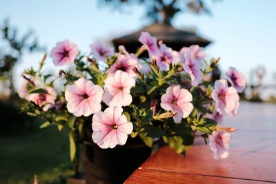 Close-up of pink flowering plants