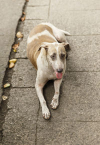 Dog in the street, manila