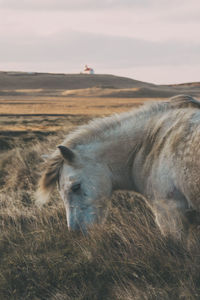 Horse on field