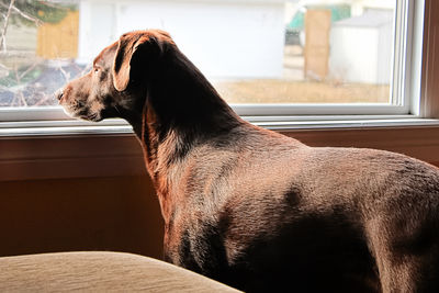 Close-up of a dog looking away