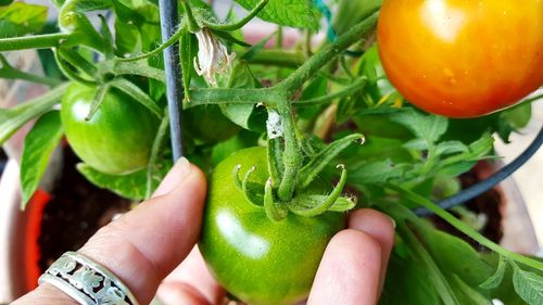 Close-up of cropped hand holding plant