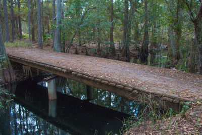 Scenic view of trees at riverbank