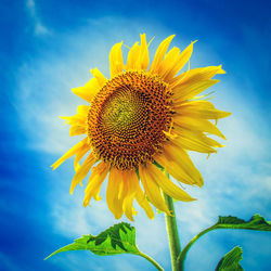 Close-up of sunflower against sky