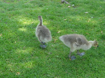 High angle view of ducklings on field