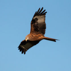 Low angle view of eagle flying against clear blue sky