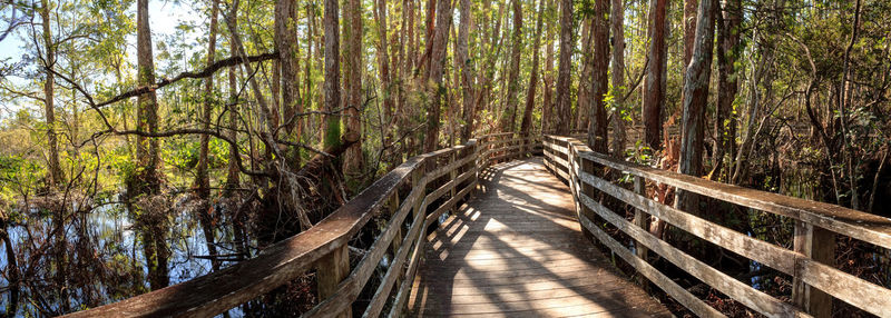 Walkway amidst trees in forest