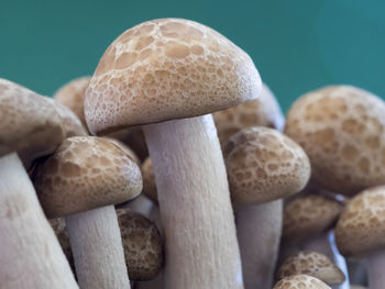 Close-up of mushrooms