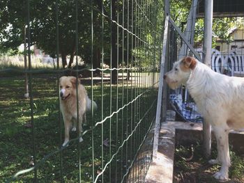Two dogs by fence