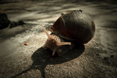 Close-up of snail