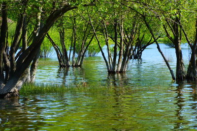 Scenic view of lake