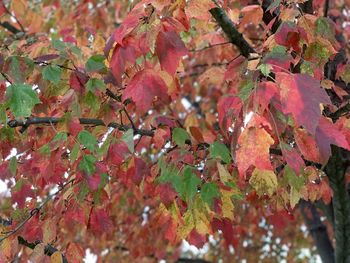 Low angle view of maple leaves on tree during rainy season