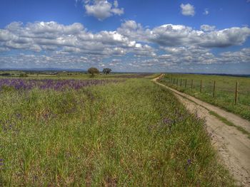 Scenic view of field against sky