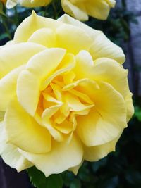 Close-up of yellow flowers blooming outdoors