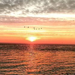 Birds flying over sea against sky during sunset