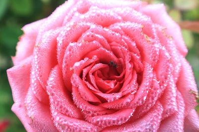 Close-up of wet pink rose