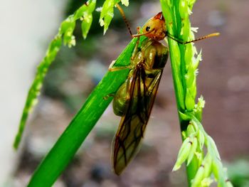 Close-up of insect on plant