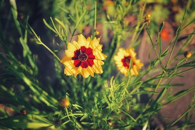 Close-up of yellow flowering plant on field