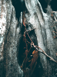 Close-up of leaf on tree trunk