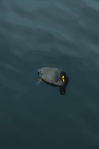 High angle view of duck swimming in lake