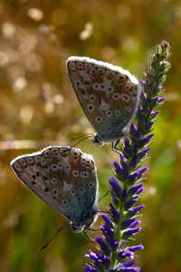 Close-up of butterfly on purple flower