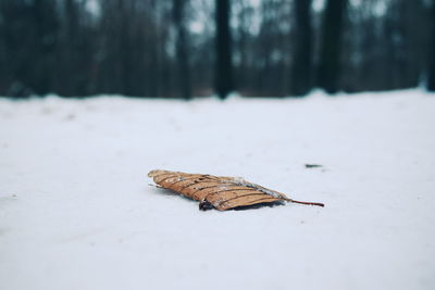 High angle view of dry leaf on snow covered field