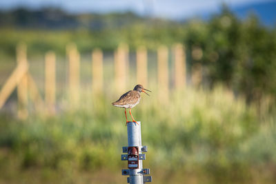 Bird perching on wooden post