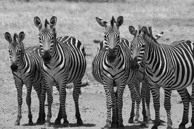 Zebras and zebra