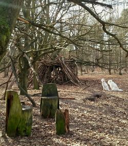 Close-up of tree trunk