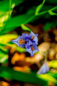 Close-up of flower