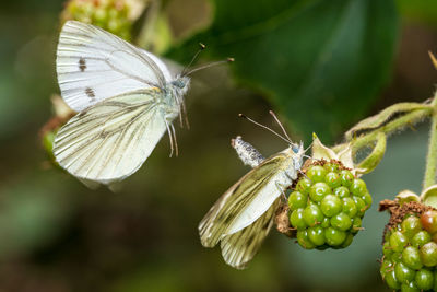 Closeup of butterflies before corpulating