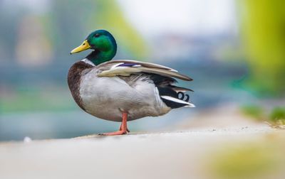 Close-up of bird perching on water