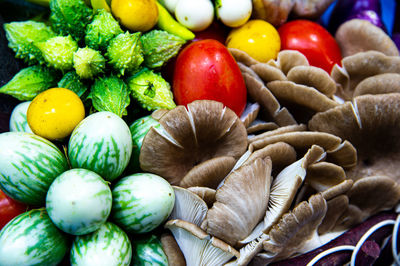 High angle view of multi colored mushrooms