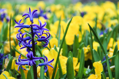 Close-up of flowers against blurred background